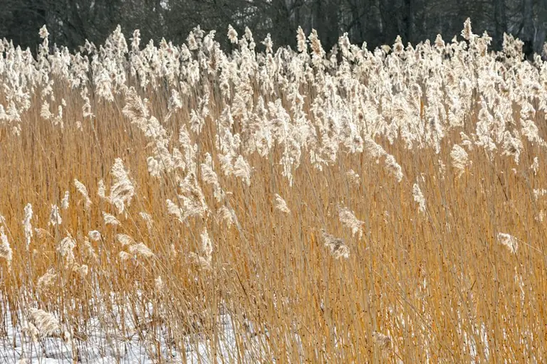 Rīgā zem nulles līdz oktobra beigām: vai būs pirmais rudens sals?