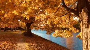 Zelta rudens ainava ar koku aleju pie upes krasta Latvijas rudens noskaņās.